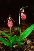 Pink lady's slipper orchid (Cypridium acaule) Michigan, USA