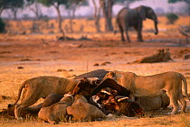 Pride of Lions {Panthera leo} feeding on Elephant carcass. Okavango, Botswana