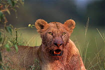 Bloody faced lioness. Masai Mara, Kenya