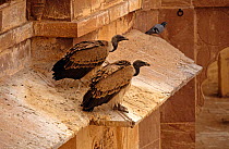 Indian white backed vultures on building (Gyps bengalensis) India