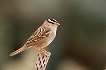 White crowned sparrow perching {Zonotrichia leucophrys} on dead cactus, Arizona, USA.