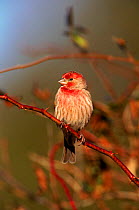 Male House finch perched, Long Island, USA