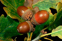 Sessile oak acorns (Quercus petrea), late October. England, UK, Europe