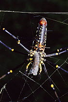 Giant Wood Spider male mating with huge female (Nephilia maculata) while she is eating a horsefly. Rainforest, Sulawesi