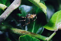 Garden Spider male charging his palps from his sperm web (Araneus diadematus) UK