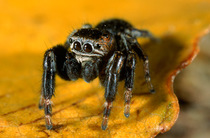 Jumping Spider, Germany