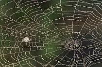 Cobweb covered in dew, Aviemore, Inverness, Scotland, UK
