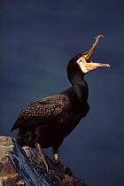 Common Cormorant calling, UK