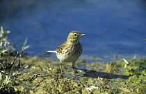 Rock / Water Pipit (Anthus spinoletta) beside water, Southern Spain
