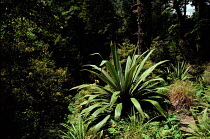 Broad Leaved cabbage tree (Cordyline indivisia) in Kaimanawa Forest Park. New Zealand.