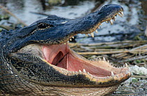 American alligator (Alligator mississippiensis) with jaws wide open,  Everglades NP, Florida, USA
