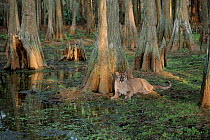 Florida panther in Bald cypress swamp. Florida, USA (captive)