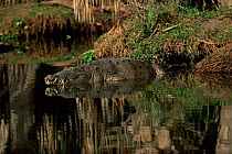 American crocodile in river (Crocodylus acutus) Florida, USA