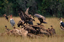 White backed vultures (Gyps africanus) on giraffe kill. Malamala GR, South Africa