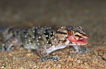 Garrulous gecko licking eye (Ptenopus garrulus) S. Africa, Kalahari Gemsbok Park