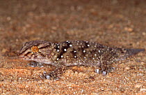 Garrulous gecko on sand (Ptenopus garrulus)  Kalahari Gemsbok Park, South Africa