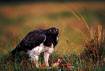 Martial eagle (Polemaetus bellicosus) with impala kill. Kenya. Masai Mara NR.