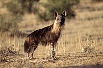 Brown hyaena. South Africa, Kalahari Gemsbok National Park