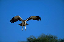 Juvenile Martial eagle {Polemaetus bellicosus}landing, Gemsbok NP, Kalahari, South Africa.