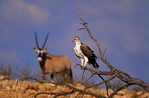 Juvenile Martial eagle with Gemsbok (Oryx gazella) in background, Kalahari Gemsbok National Park