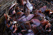 Drag net haul of Flounders off Cape Cod, New_England USA.