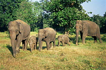 Domesticated Indian elephants with juveniles (Elephas maximus) Bandhavgarh NP, Madhya Pradesh, India