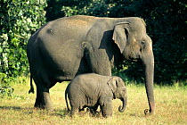Indian elephant mother with baby (Elephas maximus) Bandhavgarh NP, India