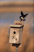 Tree swallows copulating {Tachycineta bicolor} on top of bird box, Canada.