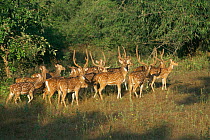 Chital / Spotted deer herd (Axis axis) Bandhavgarh NP, Madhya Pradesh, India