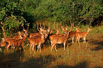Chital / Spotted deer herd, Bandhavgarh NP, India