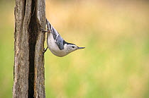 White breasted nuthatch on trunk (Sitta carolinensis) Wisconsin, USA
