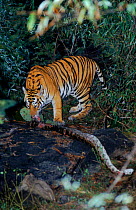 Tiger with python prey, Bandhavgarh NP India. Tiger ate only the egg sac and her cubs played with the carcass.