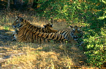 Tiger {Panthera tigris} female (Sita) with litter of one-year cubs, Bandhavgarh NP, Rajasthan, India