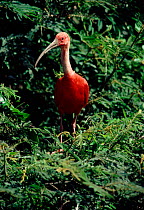 Scarlet ibis (Eudocimus ruber). Marajo Island, Amazon, Brazil, South America