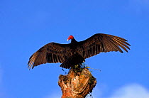 Turkey vulture spreading wings. Costa Rica