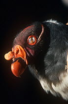 King vulture (Sarcoramphus papa) showing nictitating membrane, captive