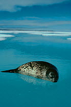 Ringed seal (Phoca hispida) resting on sea ice, off Barrow Strait, Canada