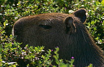 Capybara {Hydrochoerus hydrochaeris} head amongst vegetation, El Cedral, Venezuelan Ilanos, Venezuela, South America