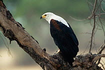 African fish eagle {Haliaeetus vocifer} Ruaha NP, Tanzania.