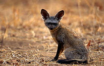 Bat eared fox {Otocyon megalotis} Ruaha NP, Tanzania.