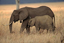 Elephant with baby. Tanzania