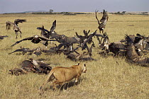 Lion (Panthera leo) chases vultures from kill, Masai Mara GR, Kenya, East Africa