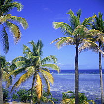 Coconut palms on beach, tropical island of Belize, summer 1997