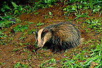 Badger cub foraging after rain (Meles meles) Devon, UK May.