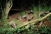 Badger family group foraging at night. Devon, UK June.