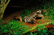 Badger female foraging. (Meles meles) and cubs foraging, June. Devon, England, UK, Europe