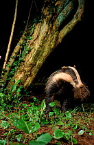 Badger 8-month cub foraging, Devon, UK