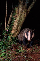 Young adult Badger foraging (Meles meles) Devon, England