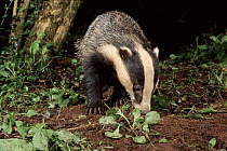 Young adult Badger looking at slug, Devon, UK July