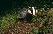 Young Badger {Meles meles} foraging at night, Devon, UK